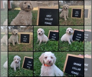 Poodle (Standard) Puppy for Sale in COUCH, Missouri USA