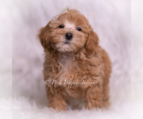 Medium Photo #5 Maltipoo (Toy) Puppy For Sale in WARSAW, IN, USA