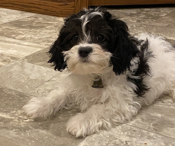 Medium Photo #3 Cavachon Puppy For Sale in CANOGA, NY, USA