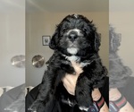 Small #11 Bernedoodle