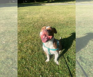Bambee - Female American Pit Bull Terrier-Unknown Mix Dog for Adoption - Photo #6