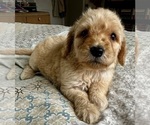 Small Photo #33 Goldendoodle (Miniature) Puppy For Sale in PENSACOLA, FL, USA