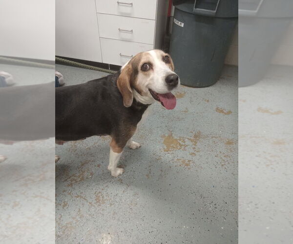 Medium Photo #2 Beagle-Unknown Mix Puppy For Sale in Pierceton , IN, USA