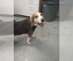 Small #1 Beagle Mix