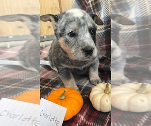 Australian Cattle Dog Puppy for Sale in GRABILL, Indiana USA