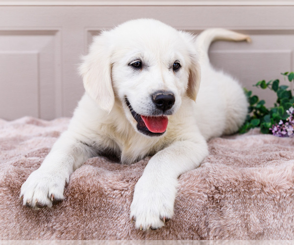 Medium Photo #16 English Cream Golden Retriever Puppy For Sale in WAKARUSA, IN, USA