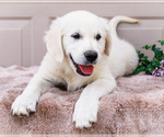 Small #2 English Cream Golden Retriever