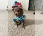 Small Photo #1 Pomeranian Puppy For Sale in OMAHA, NE, USA