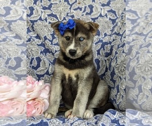 Labrador Retriever-Siberian Husky Mix Puppy for sale in LINCOLN UNIV, PA, USA