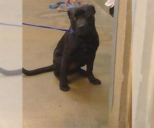 Mutt Dogs for adoption in Sacramento, CA, USA