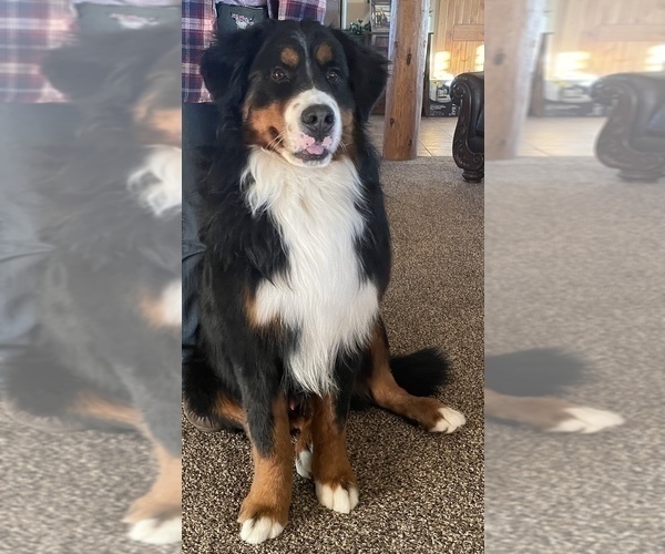 Medium Photo #1 Bernese Mountain Dog Puppy For Sale in FRANKTOWN, CO, USA