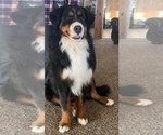 Small Photo #1 Bernese Mountain Dog Puppy For Sale in FRANKTOWN, CO, USA