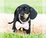 Small #4 Dachshund