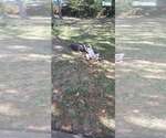 Small #2 Catahoula Leopard Dog Mix