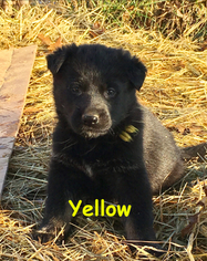 German Shepherd Dog Puppy for sale in BROOKEVILLE, MD, USA