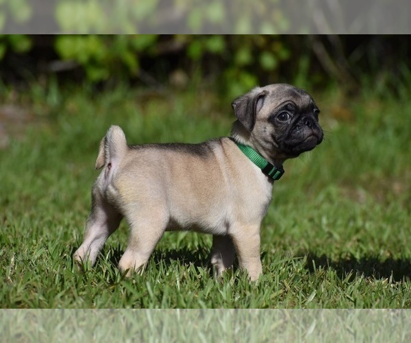 Medium Photo #6 Pug Puppy For Sale in PALM COAST, FL, USA