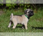 Small #5 Pug