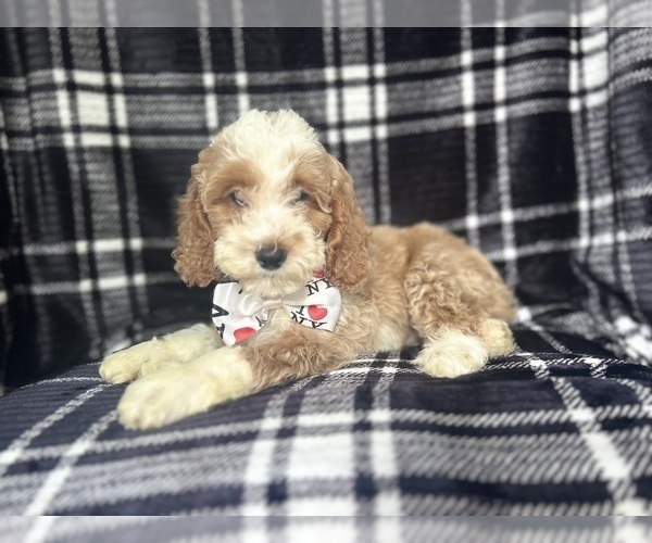Medium Photo #1 Cockapoo Puppy For Sale in LAKELAND, FL, USA
