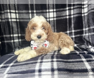 Cockapoo Puppy for sale in LAKELAND, FL, USA