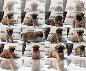 Mastiff Puppy for Sale in SIMPSONVILLE, South Carolina USA