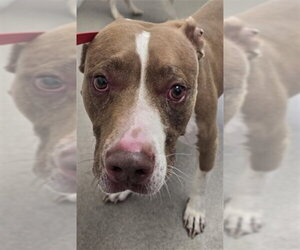 American Pit Bull Terrier Dogs for adoption in San Bernardino, CA, USA