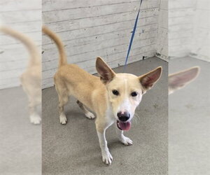 German Shepherd Dog Dogs for adoption in San Bernardino, CA, USA