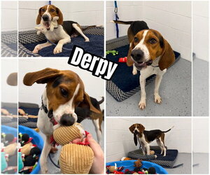 Coonhound Dogs for adoption in Pierceton , IN, USA