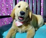 Small Photo #4 Golden Retriever Puppy For Sale in SACRAMENTO, CA, USA