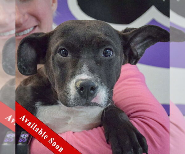 Medium Photo #1 American Staffordshire Terrier-Unknown Mix Puppy For Sale in Huntley, IL, USA