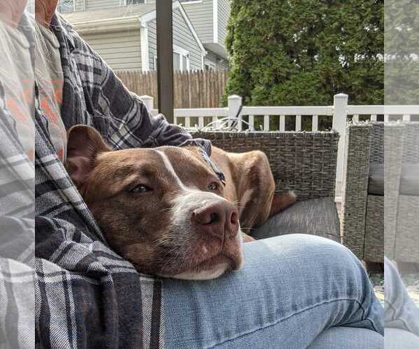 Medium Photo #25 Mutt Puppy For Sale in Woodbury, NY, USA