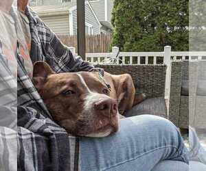 FERGAL aka RAMBO - Male Mutt Dog for Adoption - Photo #25