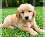 Small Golden Retriever