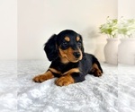 Small #3 Dachshund