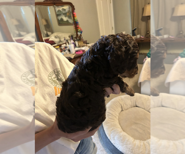 Medium Photo #11 Labradoodle Puppy For Sale in PRAIRIEVILLE, LA, USA