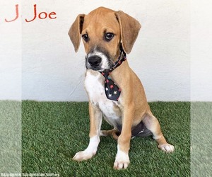 Boxer-Plott Hound Mix Dogs for adoption in San Diego, CA, USA