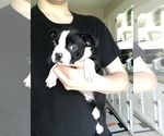 Small Photo #2 Boston Terrier Puppy For Sale in MILWAUKEE, WI, USA