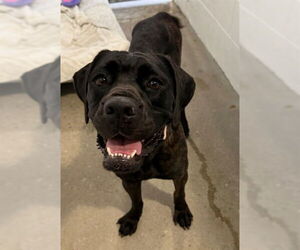 Boxer-Unknown Mix Dogs for adoption in Naples, FL, USA