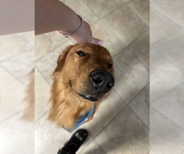 Medium Photo #3 Golden Retriever Puppy For Sale in Miami, FL, USA