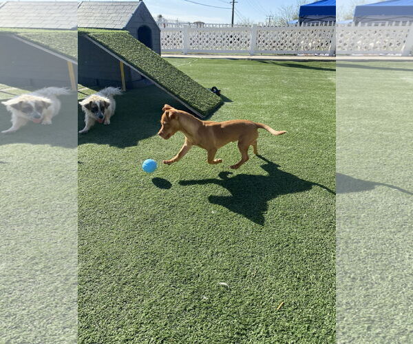 Medium Photo #2 Chihuahua-Unknown Mix Puppy For Sale in La Verne, CA, USA