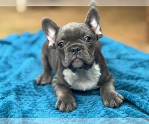 French Bulldog Puppy for sale in POWHATAN, VA, USA