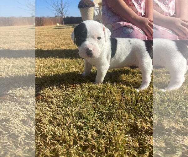 Medium Photo #3 American Staffordshire Terrier-Collie Mix Puppy For Sale in Dallas, TX, USA