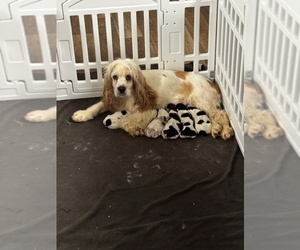 Cocker Spaniel Puppy for Sale in MARTIN, Georgia USA