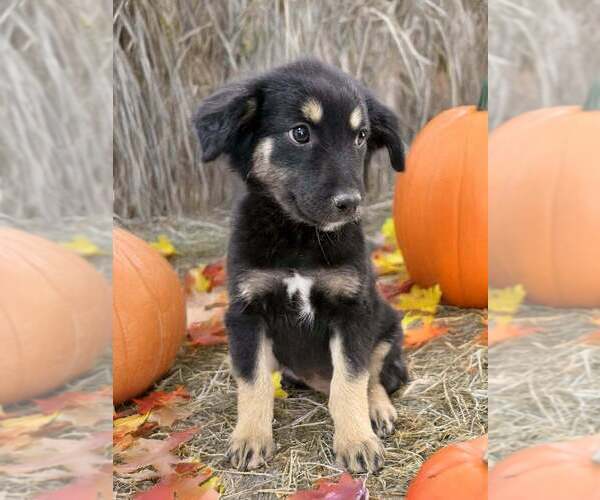Medium Photo #2 Australian Shepherd Puppy For Sale in WILLIAMS, AZ, USA