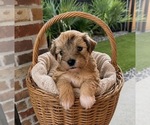 Small #4 Schnauzer (Miniature)