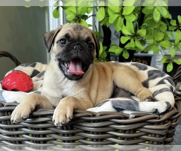 Medium Photo #2 Pug Puppy For Sale in FRANKLIN, IN, USA