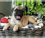 Small #1 Pug
