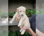 Small Photo #1 Goldendoodle Puppy For Sale in LAKEWOOD, WA, USA