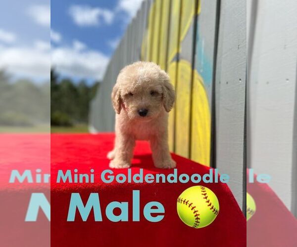 Medium Photo #2 Golden Retriever-Poodle (Toy) Mix Puppy For Sale in WINTER HAVEN, FL, USA