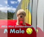Small Photo #2 Golden Retriever-Poodle (Toy) Mix Puppy For Sale in WINTER HAVEN, FL, USA