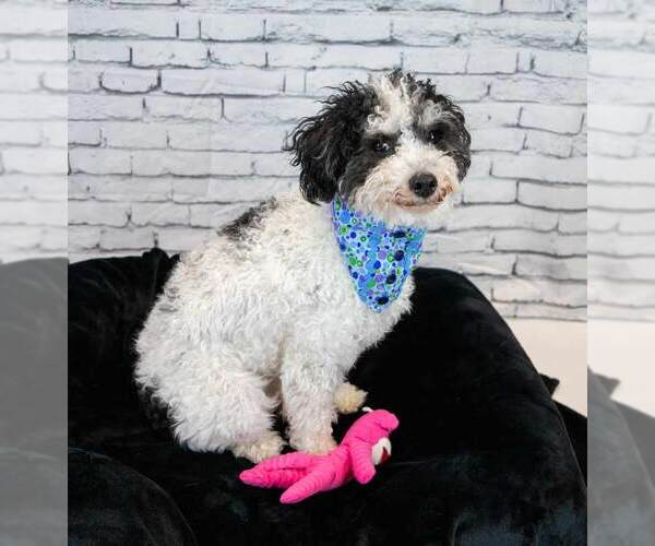 Medium Photo #8 Poochon Puppy For Sale in Kennesaw, GA, USA